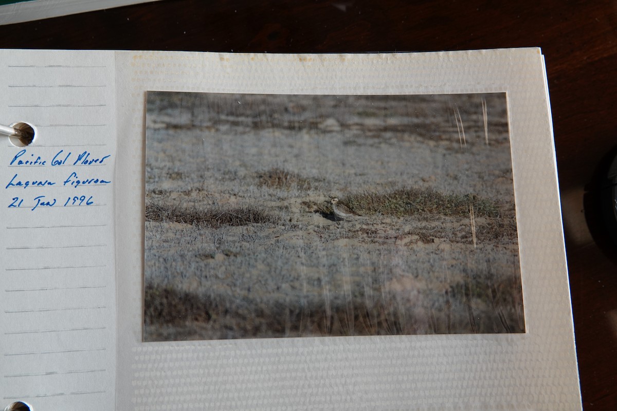 Pacific Golden-Plover - ML319075011