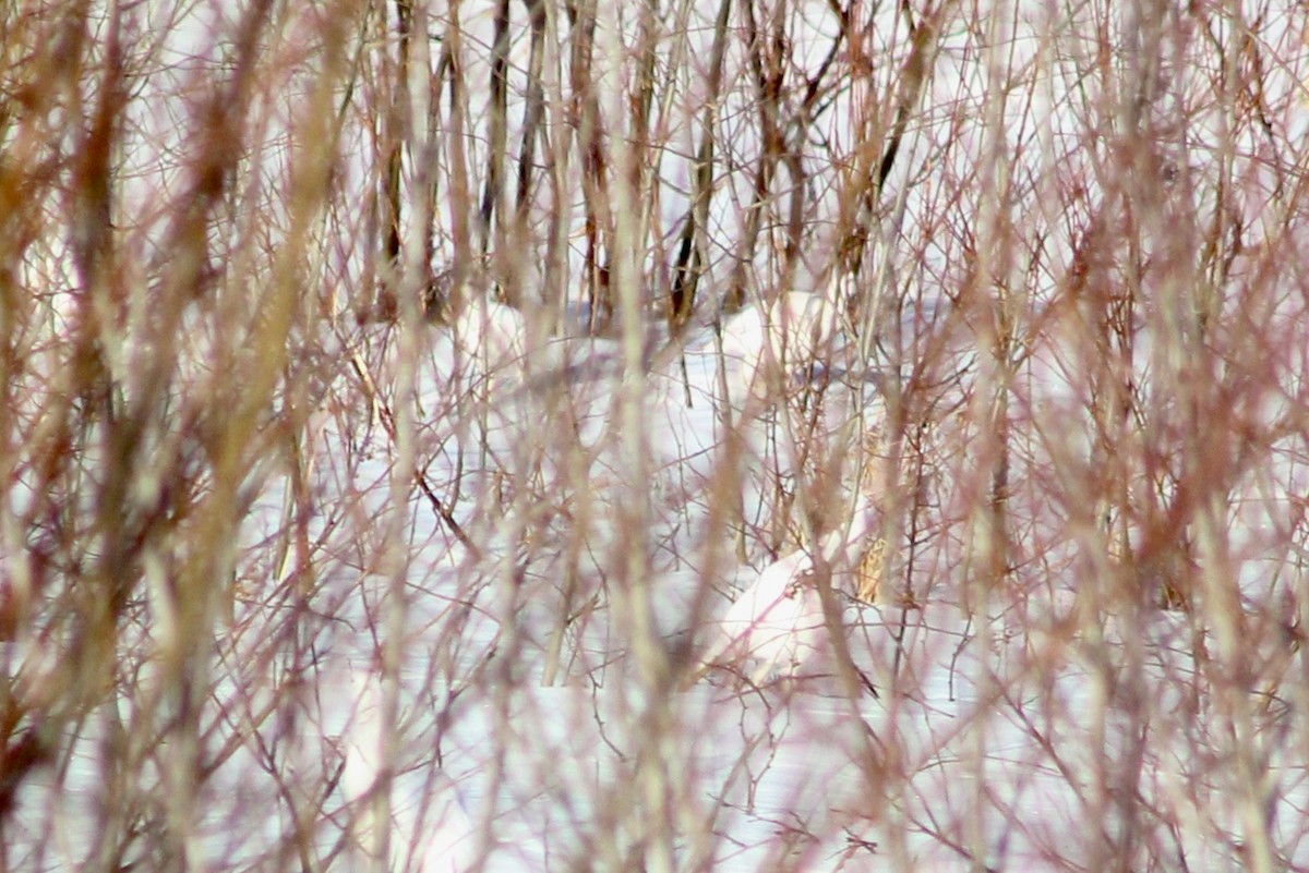 Willow Ptarmigan - ML319075681