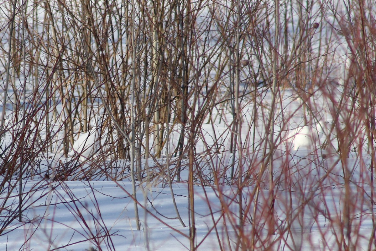 Willow Ptarmigan - ML319075691