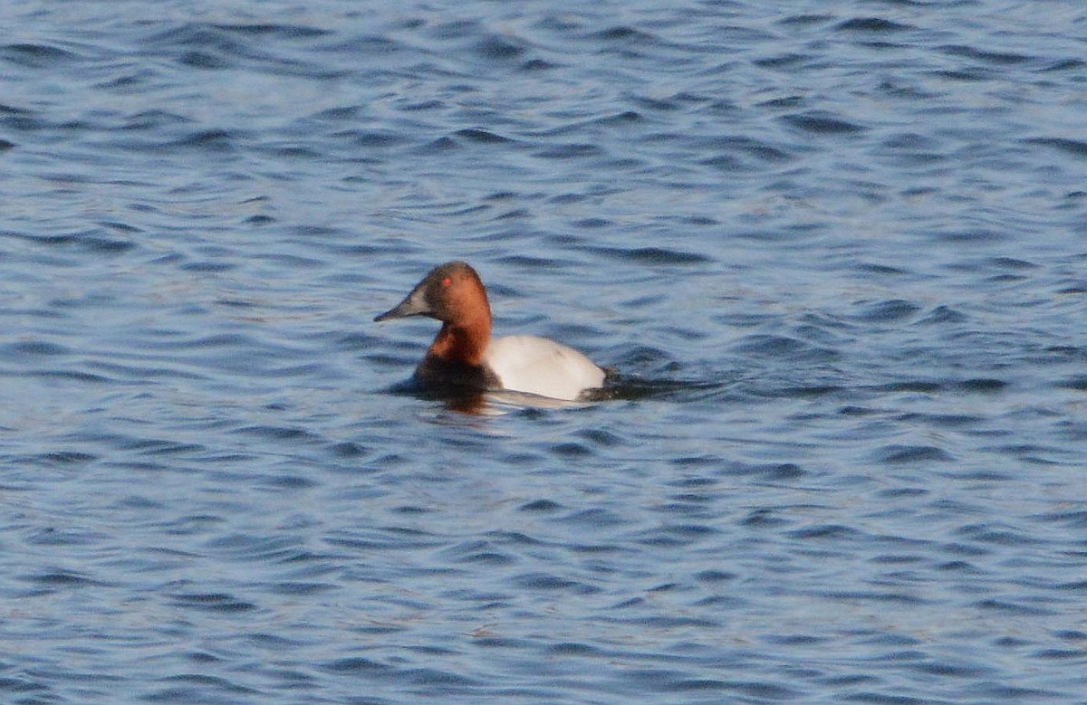 Canvasback - John Gordinier