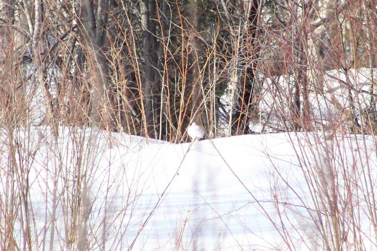 Willow Ptarmigan - ML319075801