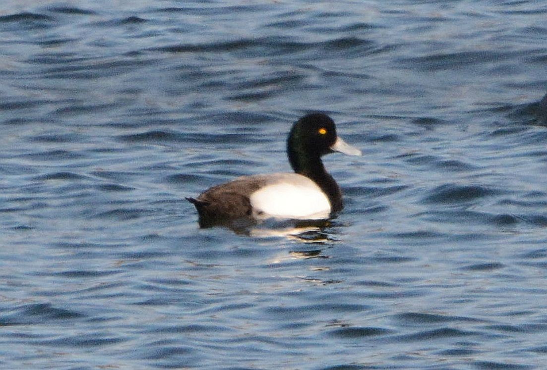 Greater Scaup - John Gordinier