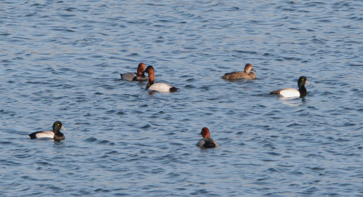 Greater Scaup - John Gordinier