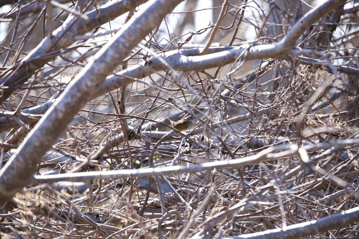 Swamp Sparrow - ML319076471