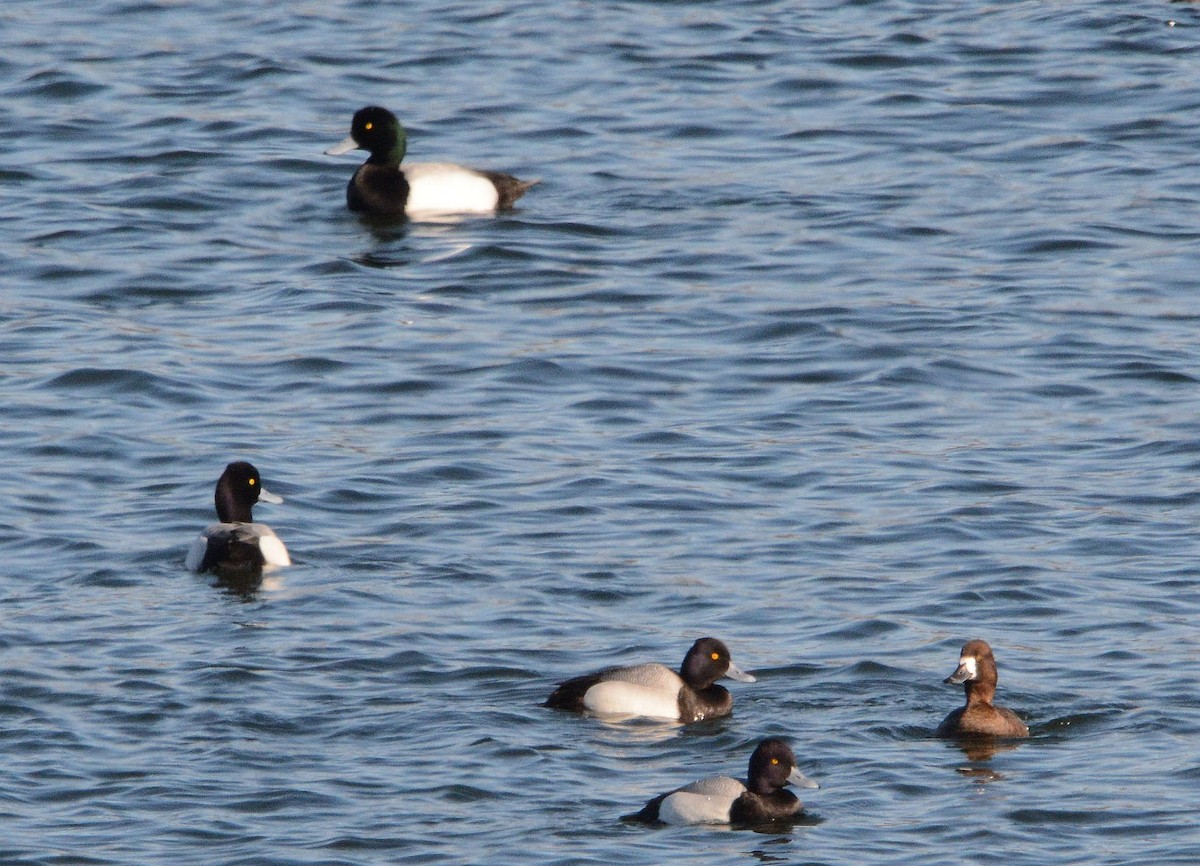 Lesser Scaup - John Gordinier