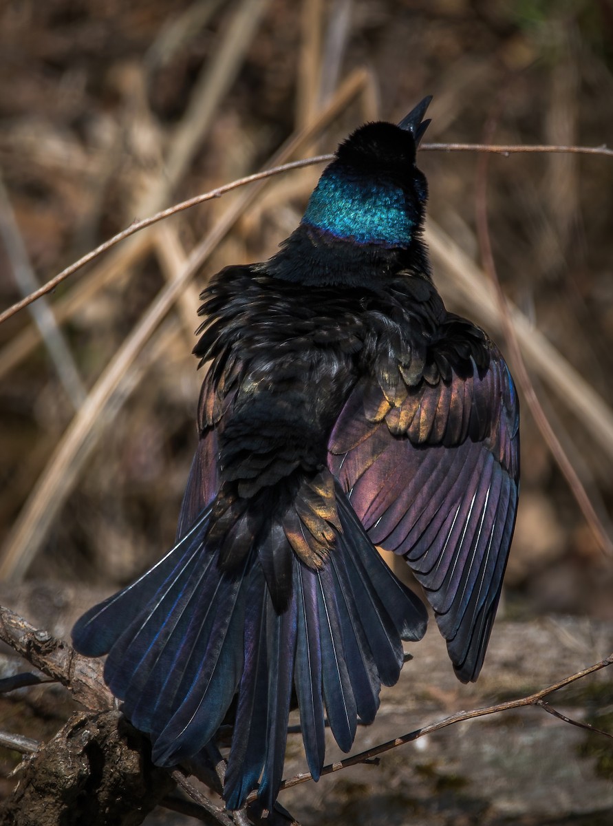 Common Grackle - ML319078081