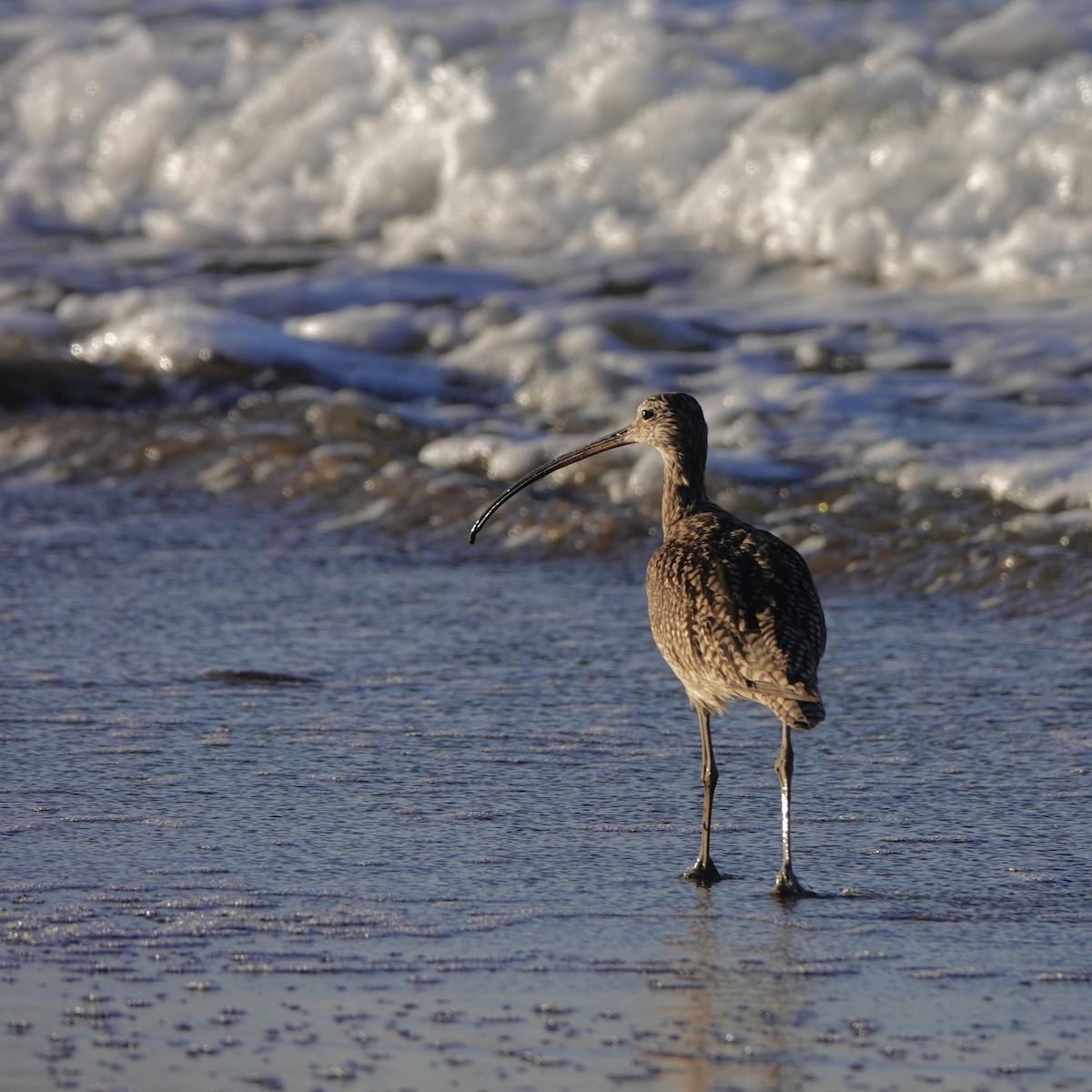 Long-billed Curlew - ML319078431