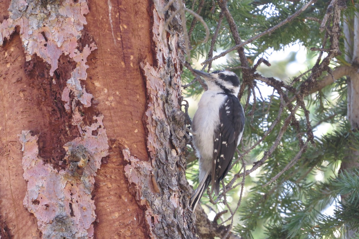 Hairy Woodpecker (Rocky Mts.) - ML31907981