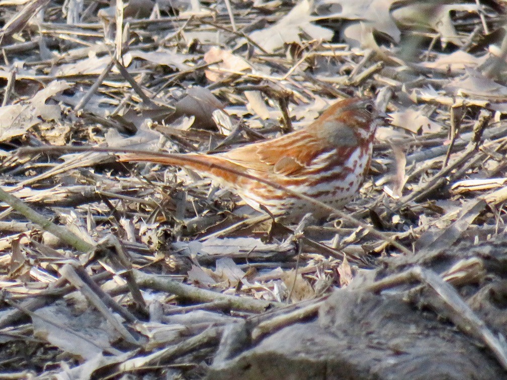 Fox Sparrow - Anonymous