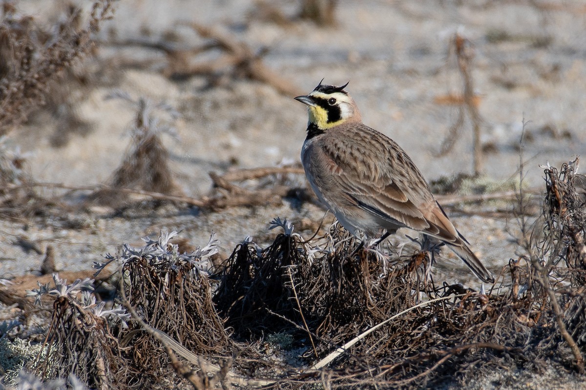 Horned Lark - ML319081301