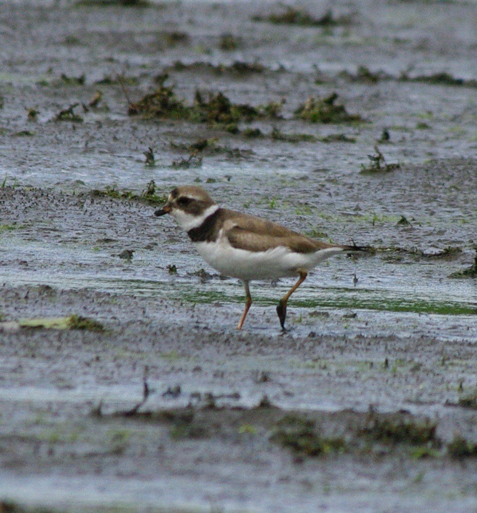 Semipalmated Plover - ML31908131