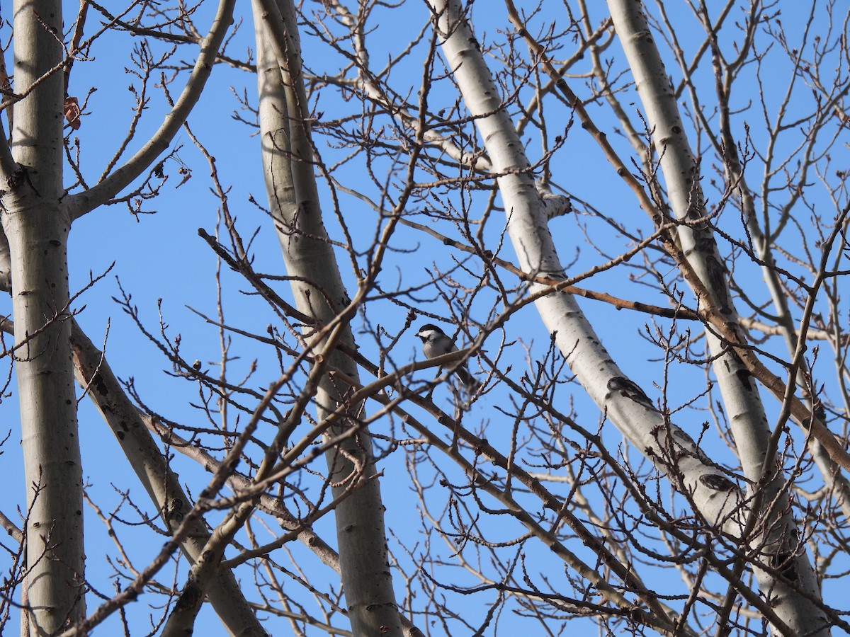 Black-capped Chickadee - dan spivak