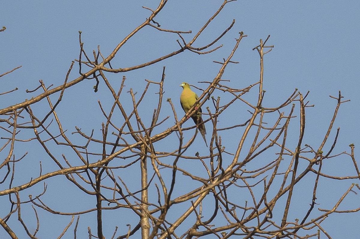 Pin-tailed Green-Pigeon - ML319085651