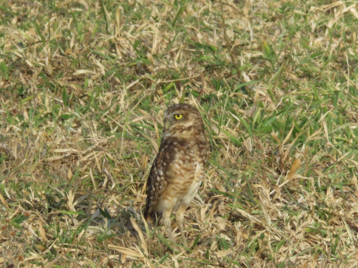 Burrowing Owl - ML319085681