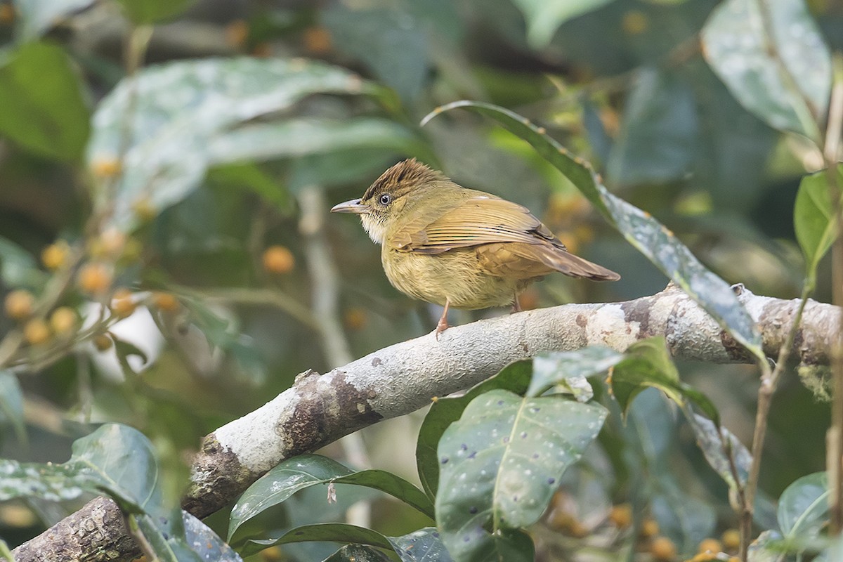 Gray-eyed Bulbul - ML319086271