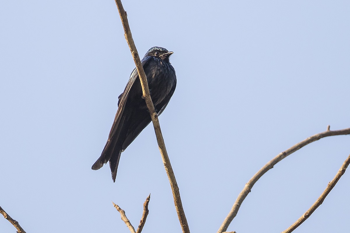 Menevişli Drongo - ML319086691