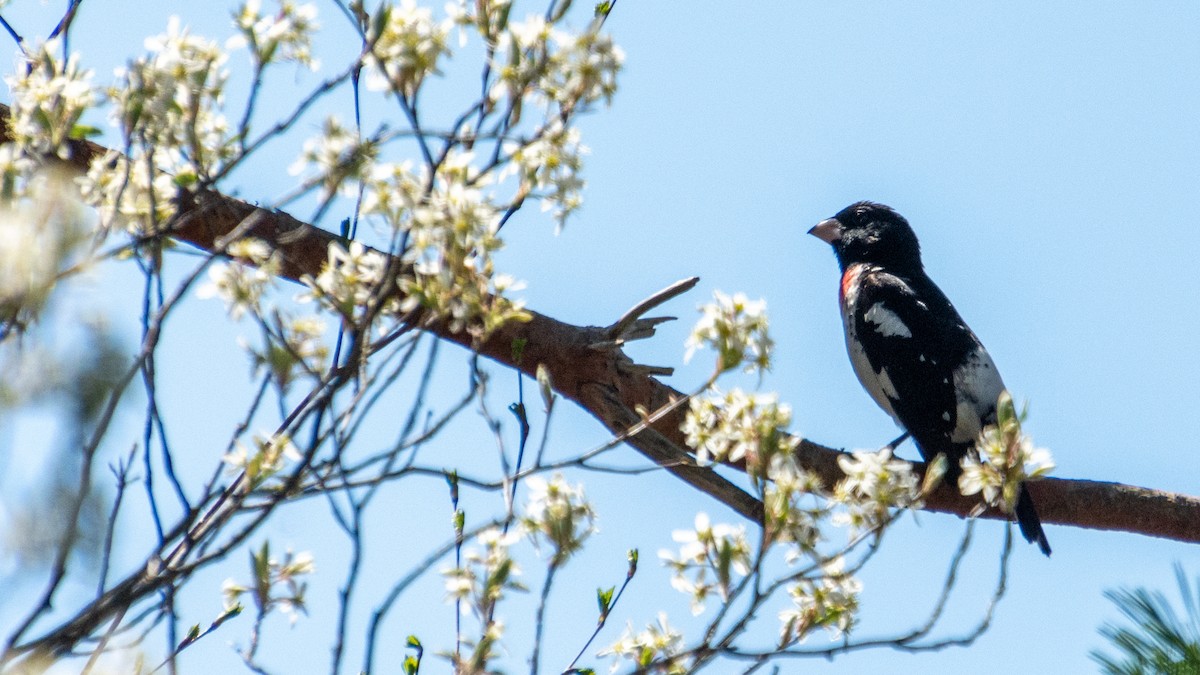 Rose-breasted Grosbeak - ML319087311