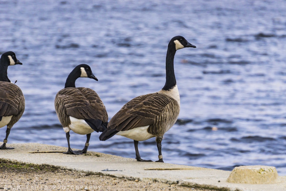 Canada Goose - ML319090051