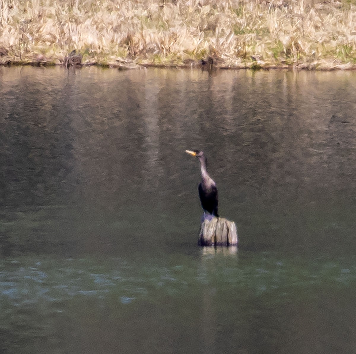 Double-crested Cormorant - ML319090541