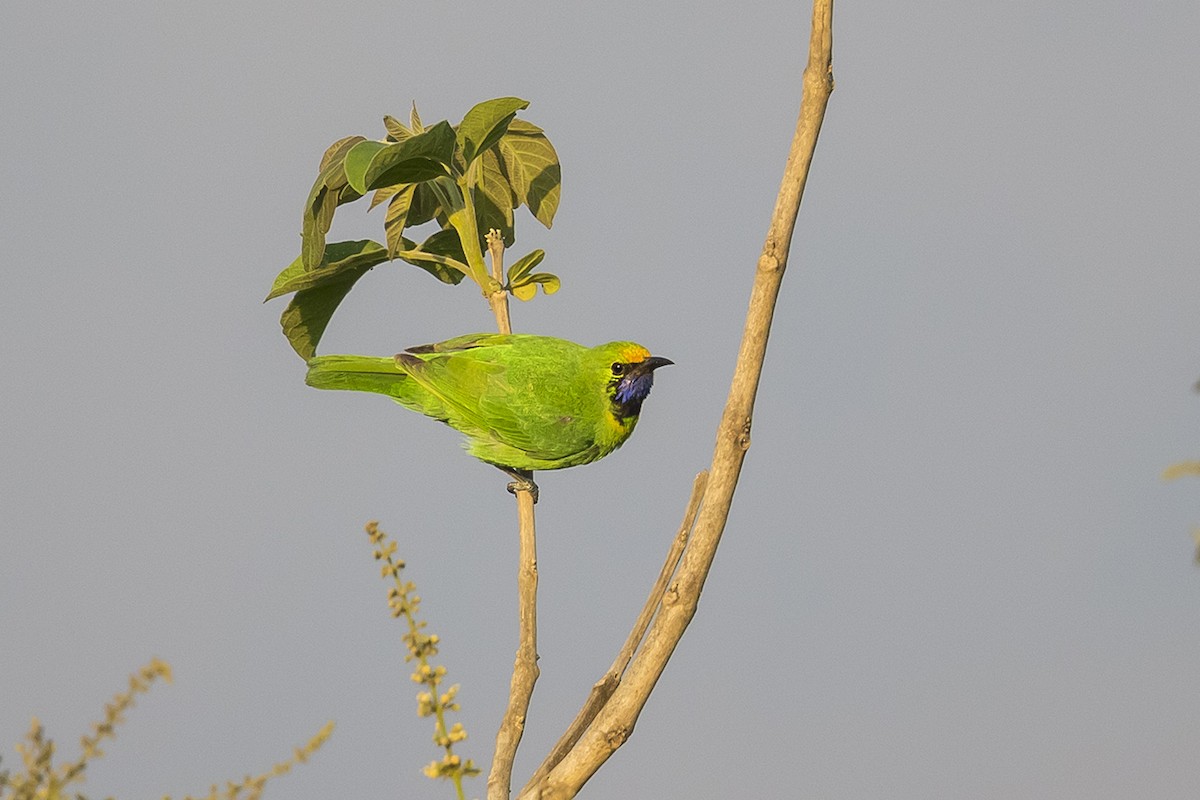 Goldstirn-Blattvogel - ML319092011