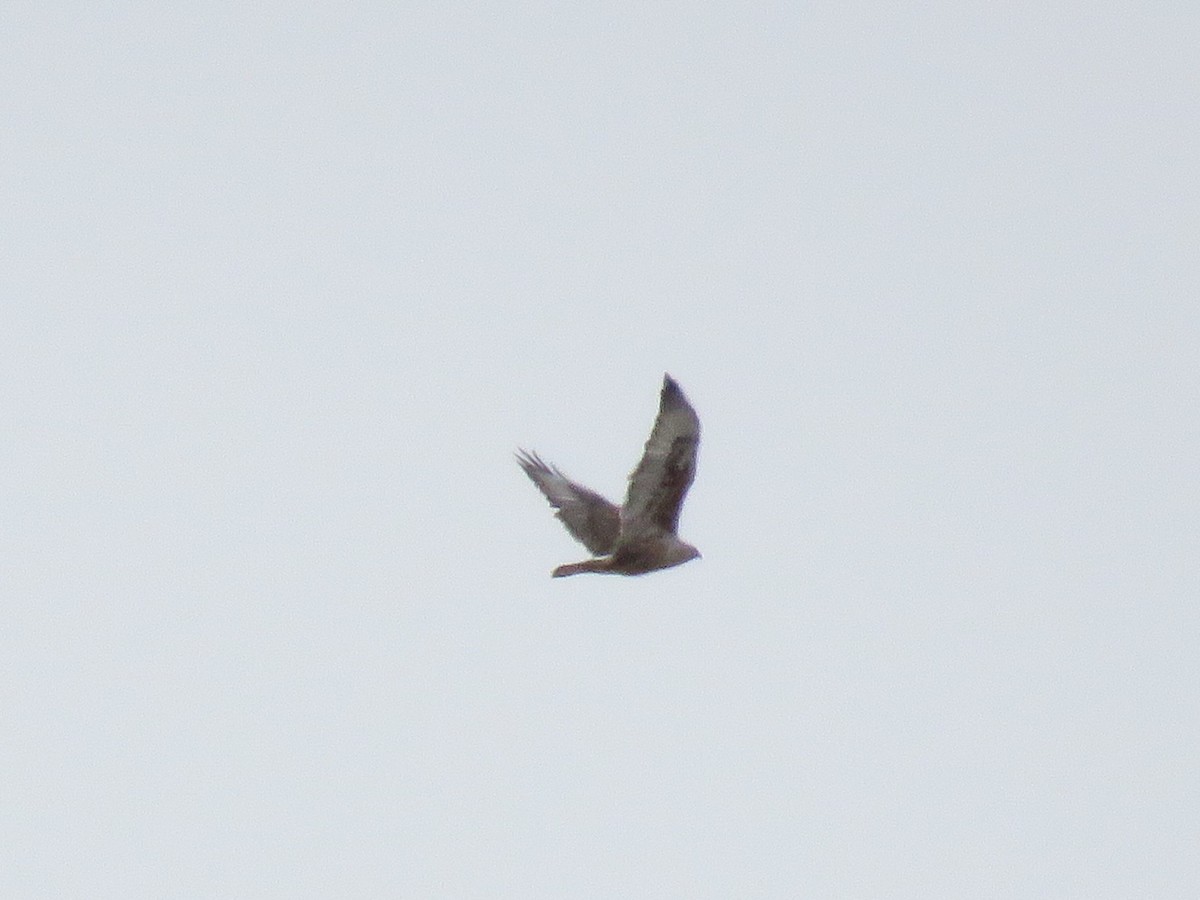 Ferruginous Hawk - ML319095021