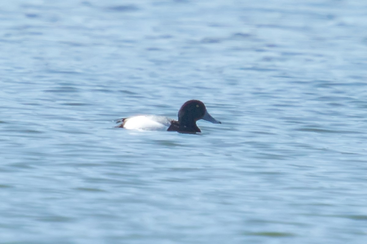 Greater Scaup - ML319096521