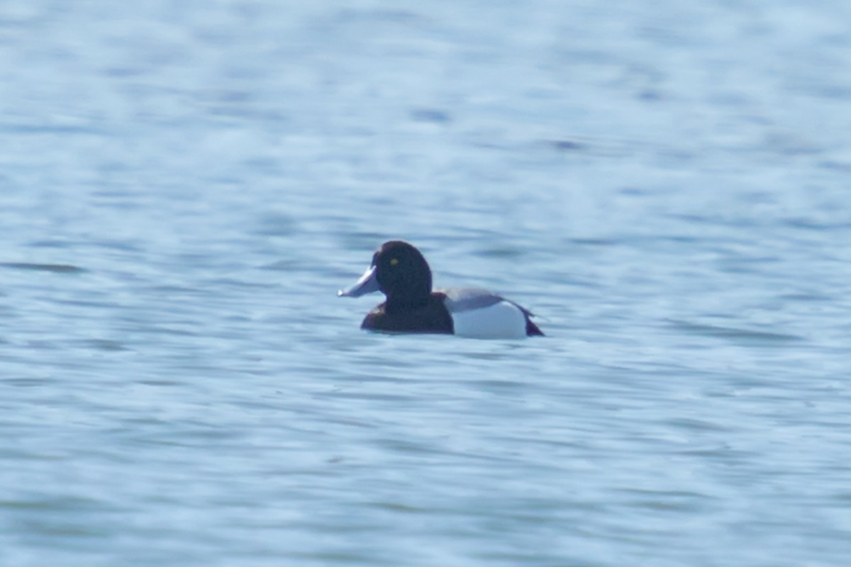 Greater Scaup - ML319096531