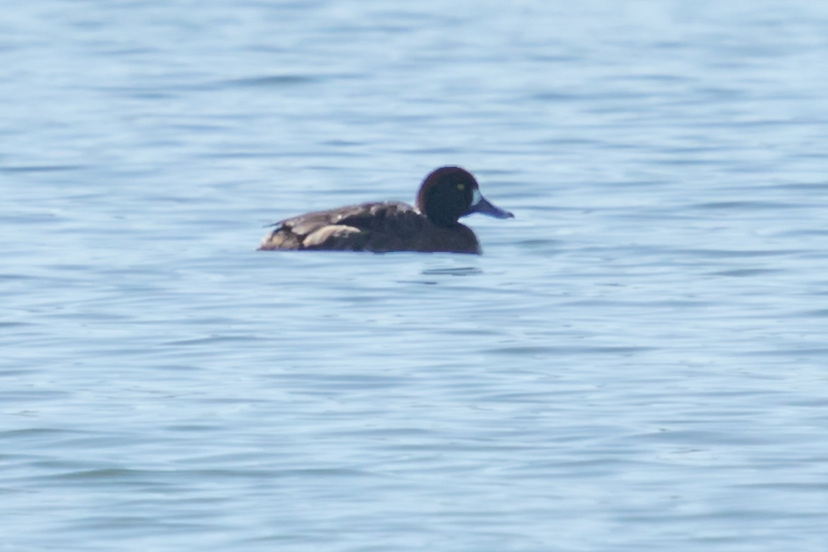 Greater Scaup - ML319096551