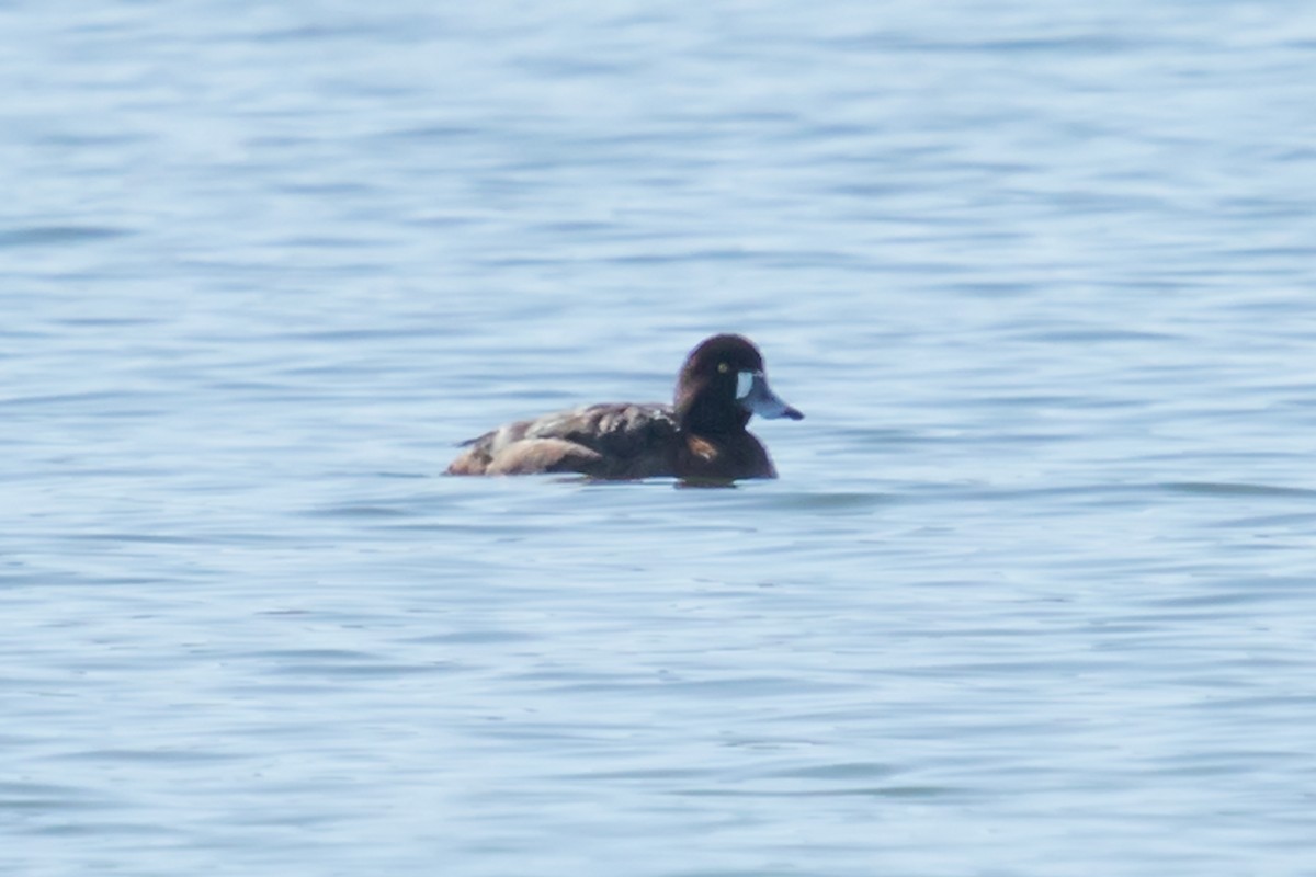 Greater Scaup - ML319096561