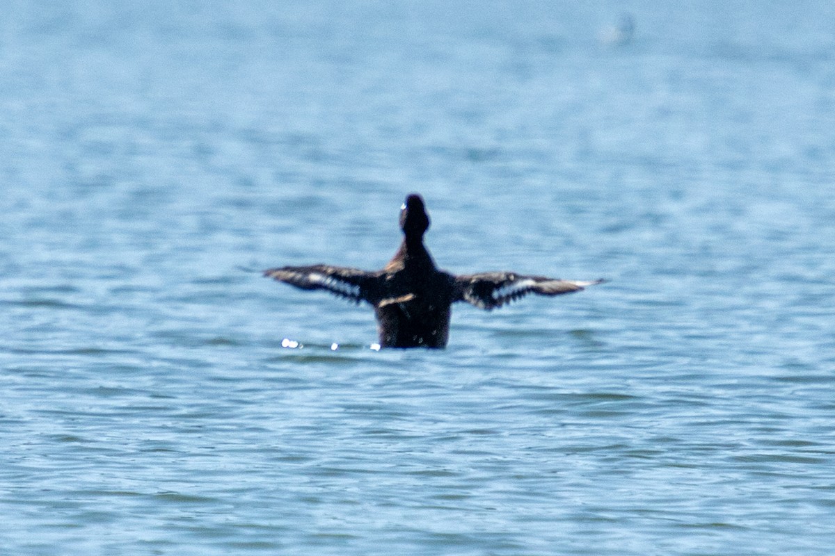 Greater Scaup - ML319096571