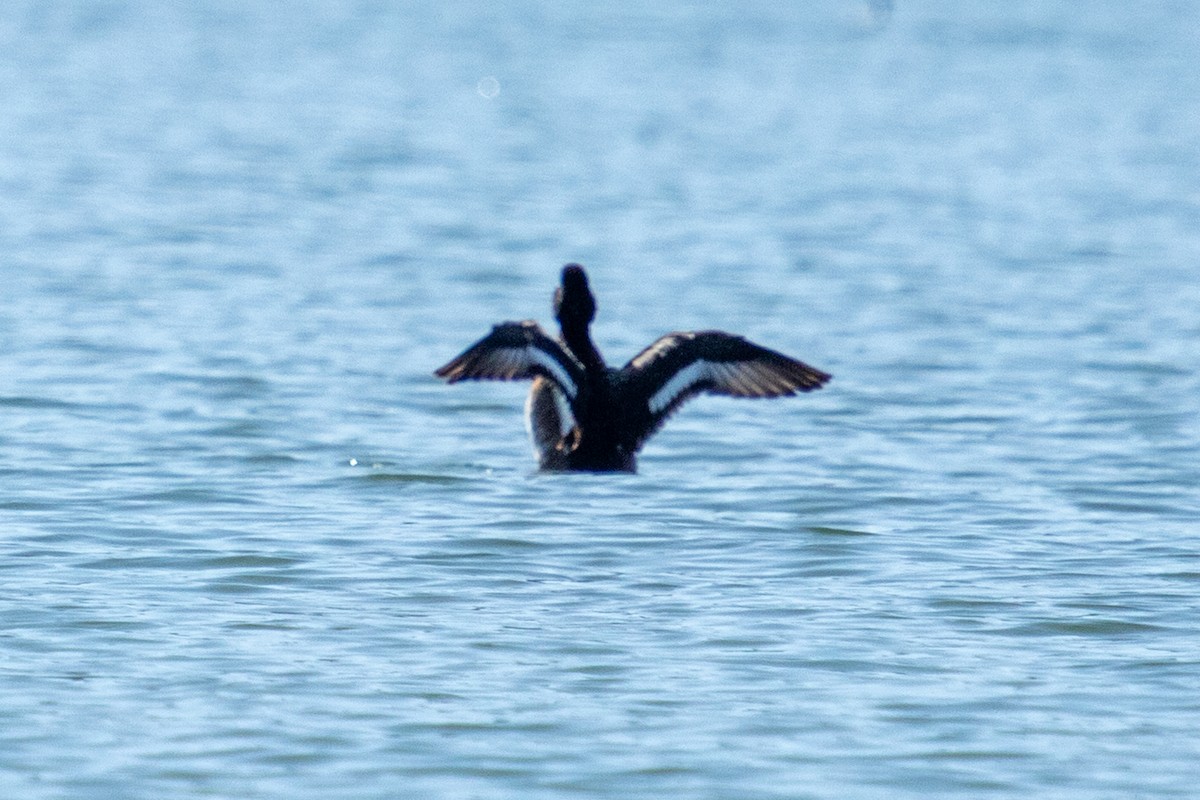 Greater Scaup - ML319096581