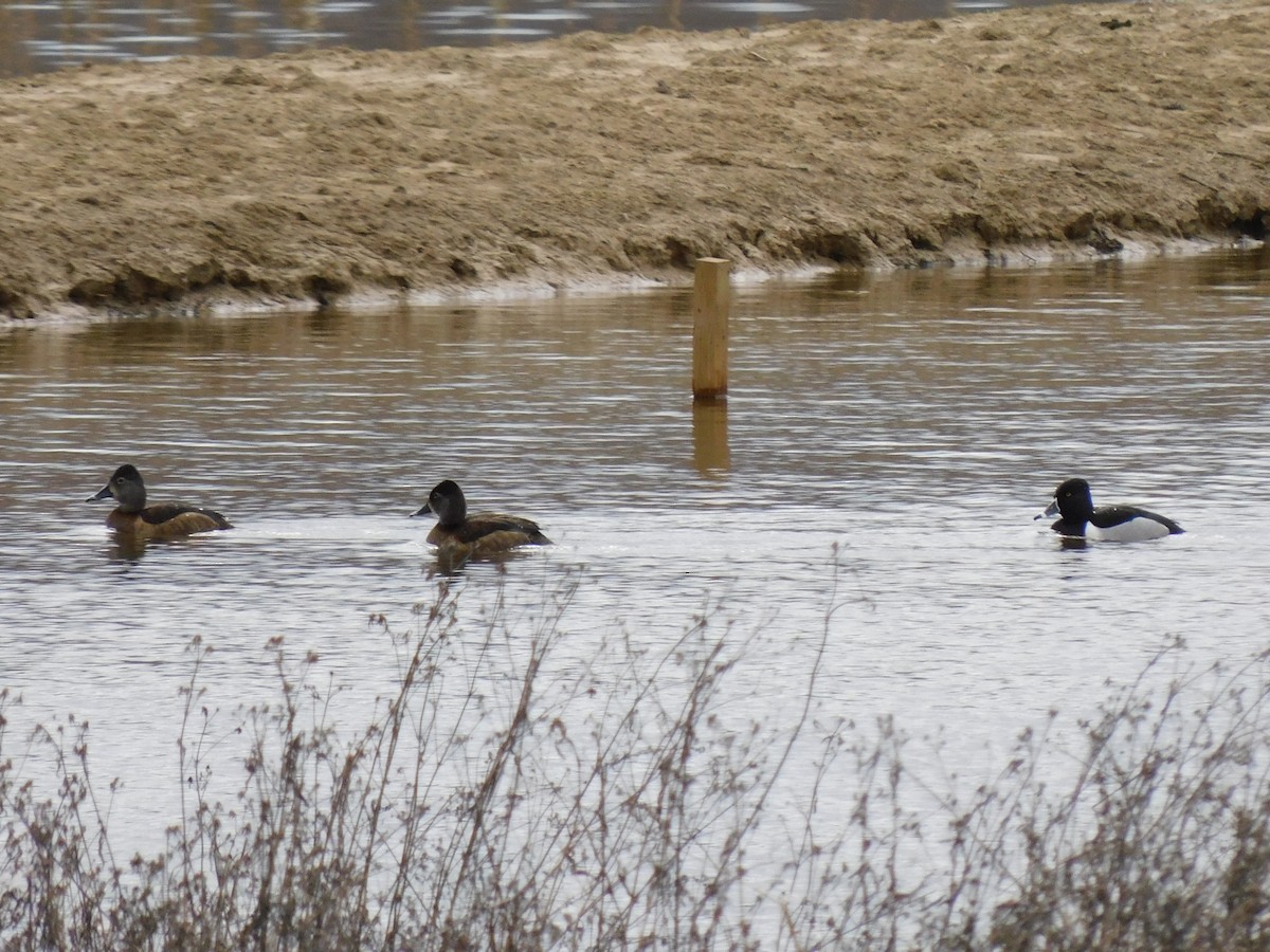 Ring-necked Duck - Eve Schultes-Ridge