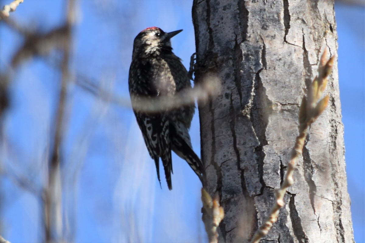 Yellow-bellied Sapsucker - ML319099891