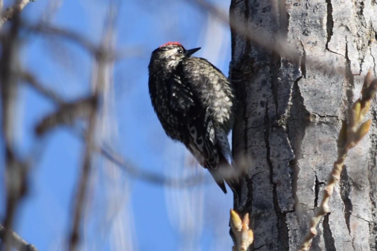 Yellow-bellied Sapsucker - ML319099901