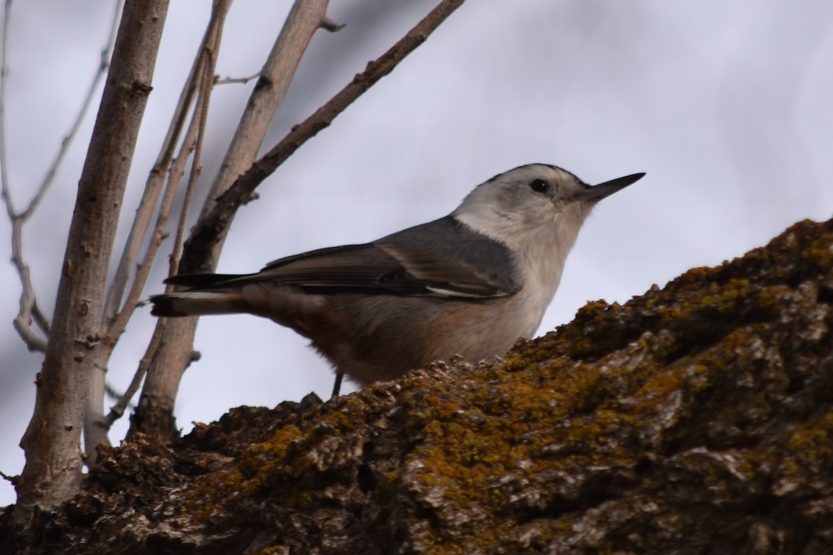 White-breasted Nuthatch - ML319100021