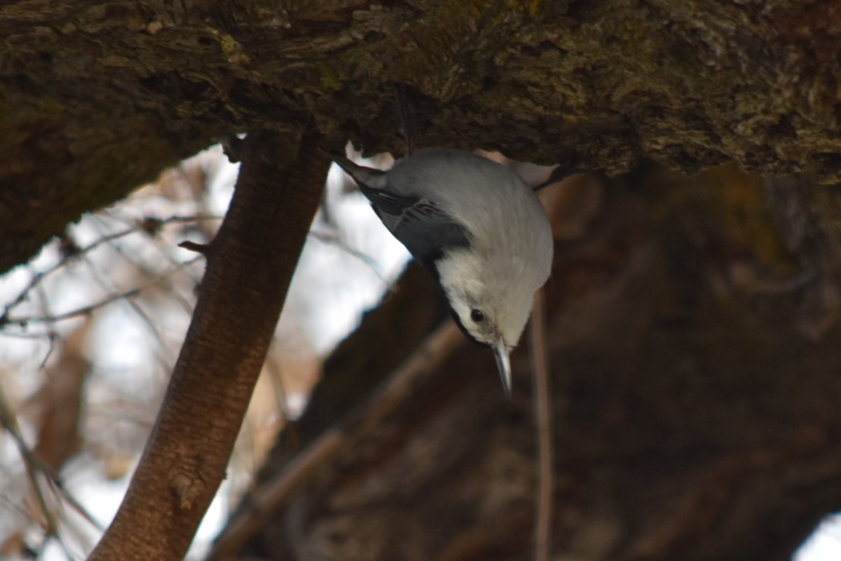 White-breasted Nuthatch - ML319100031