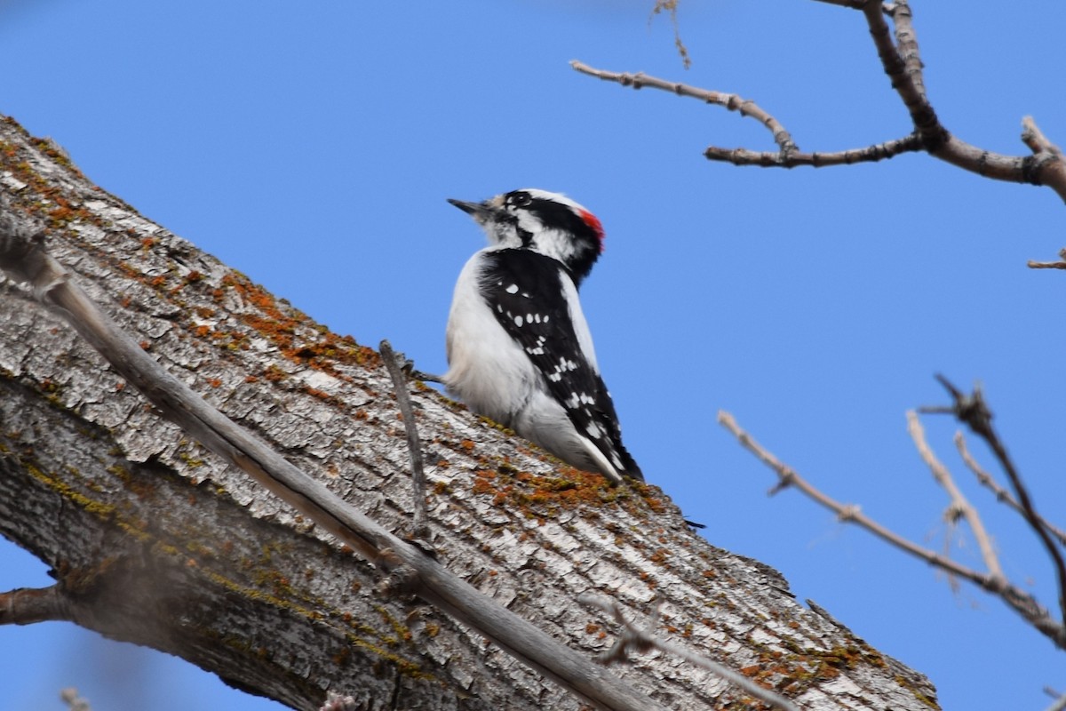 セジロコゲラ（leucurus／glacialis） - ML319100151