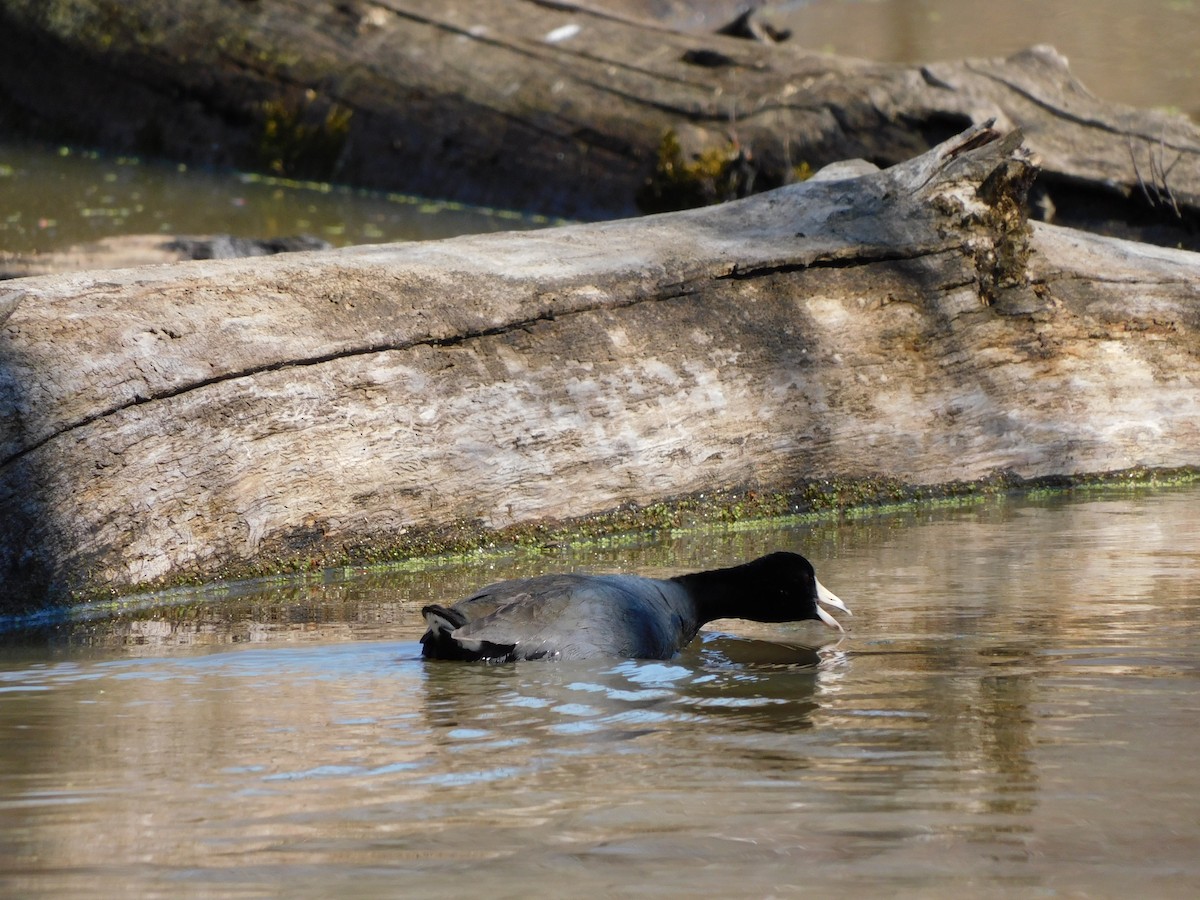 American Coot - ML319101641