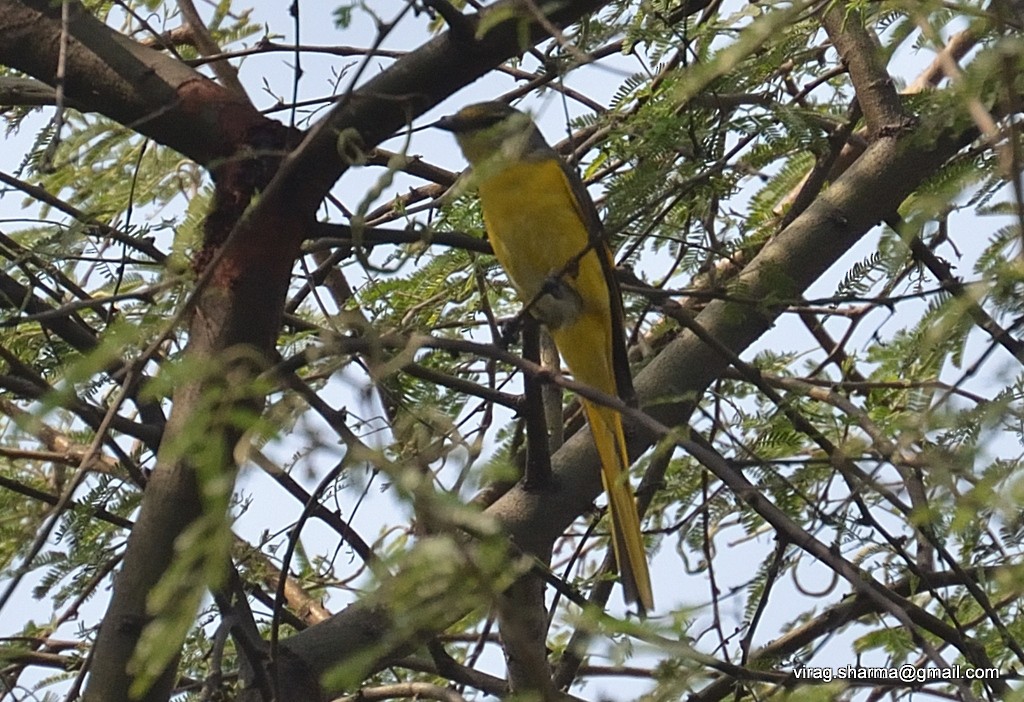 Long-tailed Minivet - ML319104861