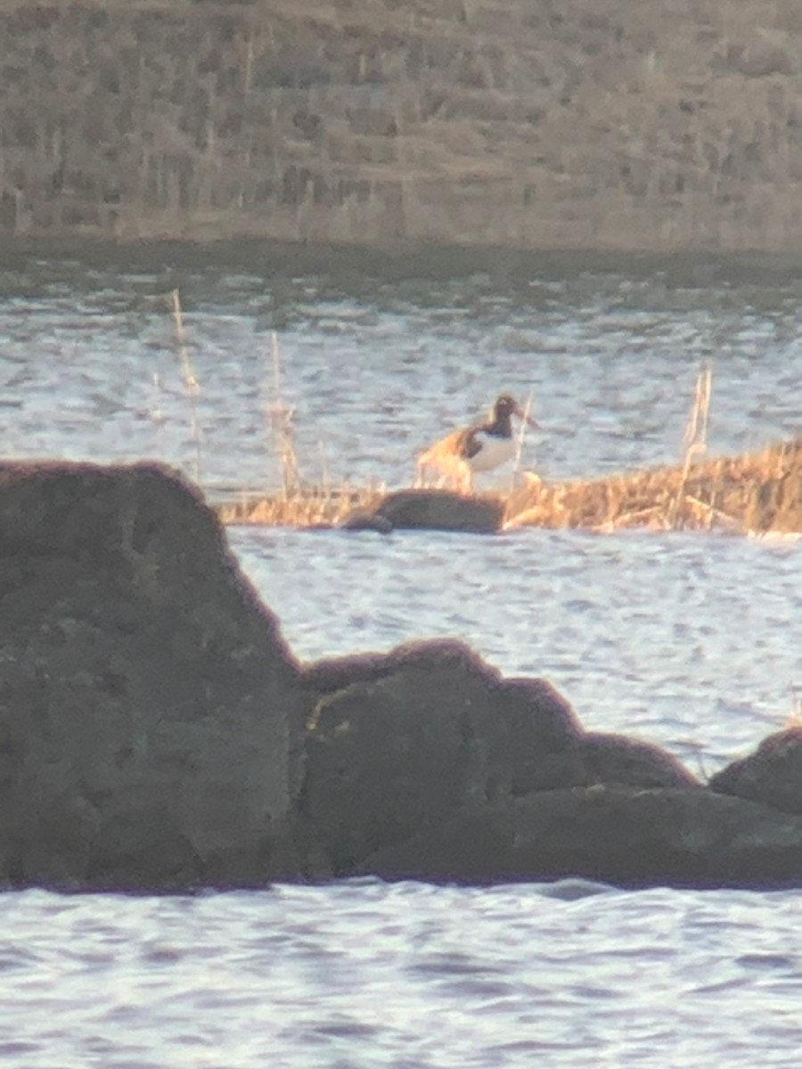 American Oystercatcher - ML319105071