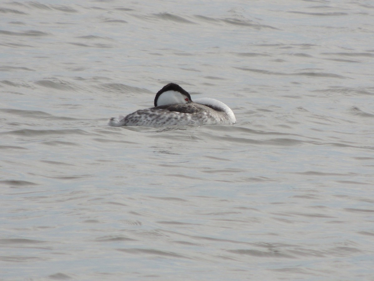 Clark's Grebe - ML319105531