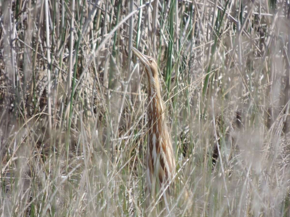 American Bittern - ML319105561