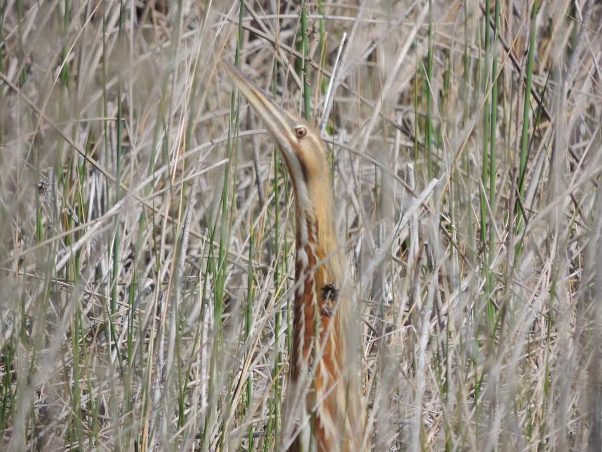 American Bittern - ML319105571