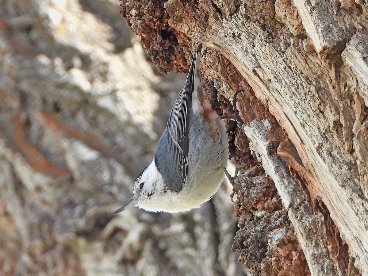 White-breasted Nuthatch (Interior West) - ML319105671