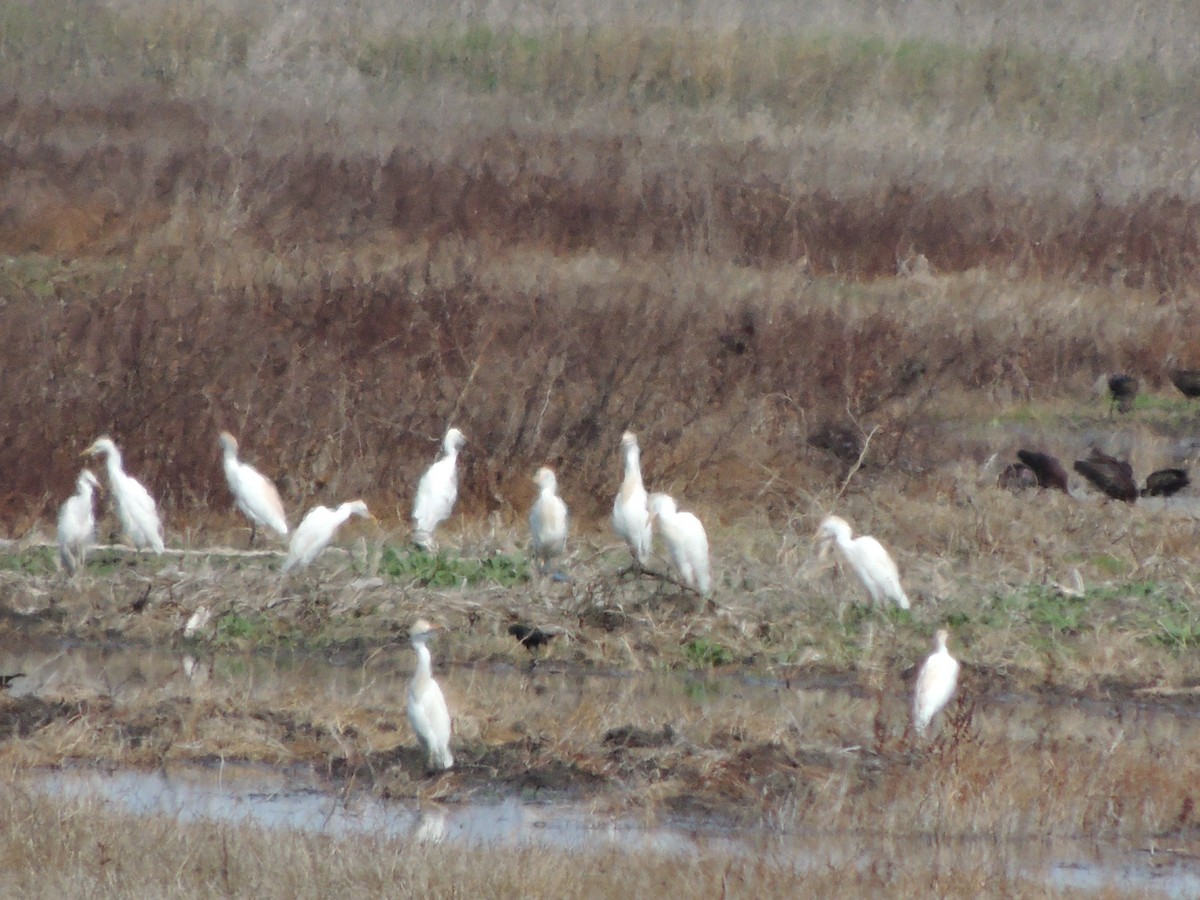 Western Cattle Egret - ML319105681