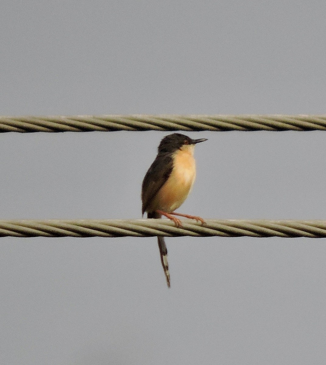 Ashy Prinia - ML319107441