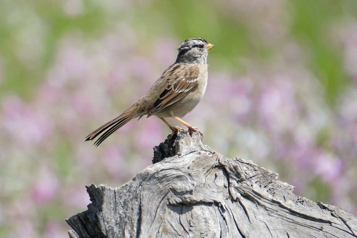 White-crowned Sparrow - ML319109241