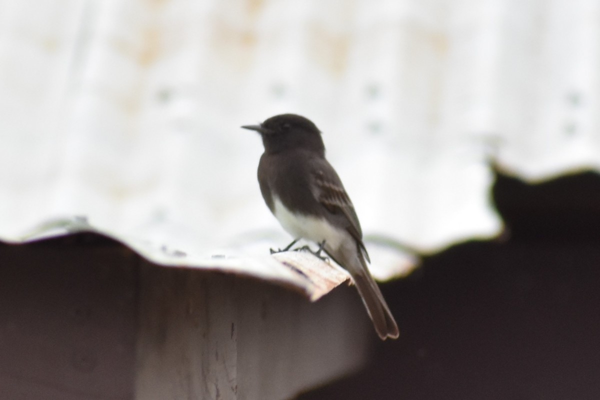 Black Phoebe - ML319110431