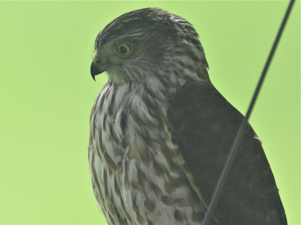Sharp-shinned Hawk - ML319110861