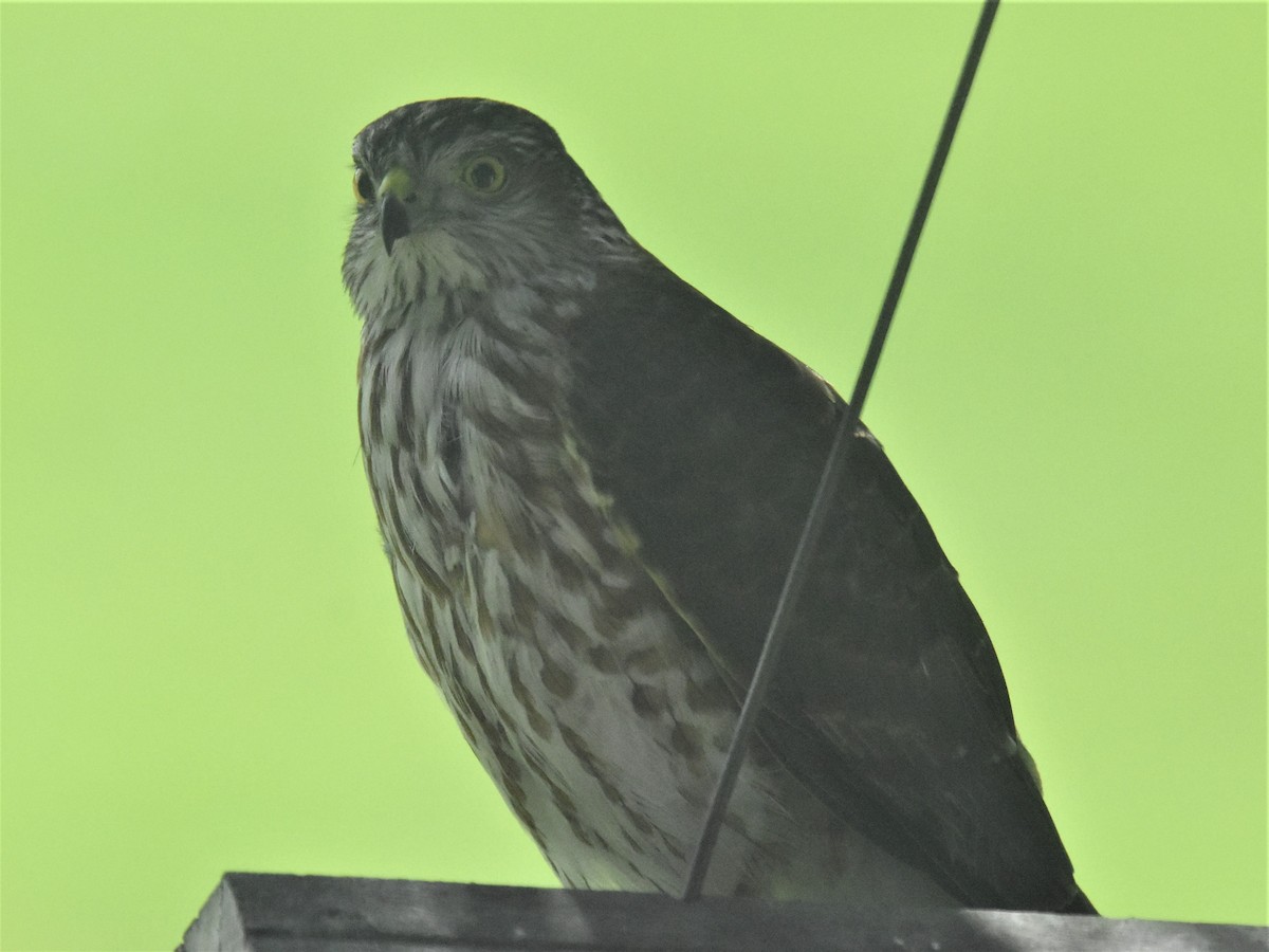 Sharp-shinned Hawk - ML319110911